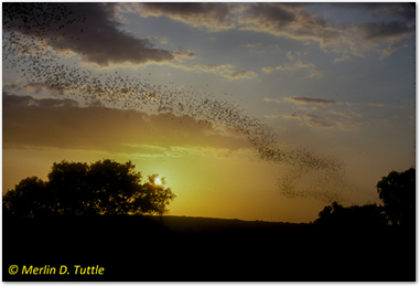 batphoto3