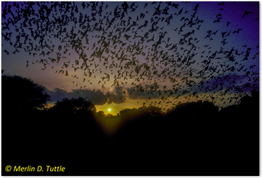 batphoto4