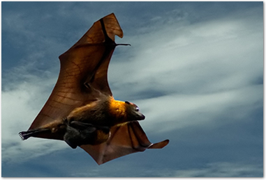 foxbat