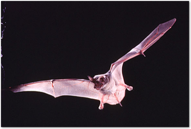 freetailbat